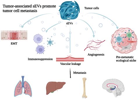 Cells Free Full Text The Biological Effect Of Small Extracellular