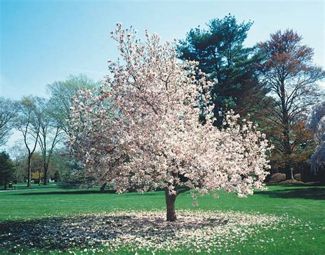 Magnolia Pink Tree on Grass - Prepared Food Photos, Inc.