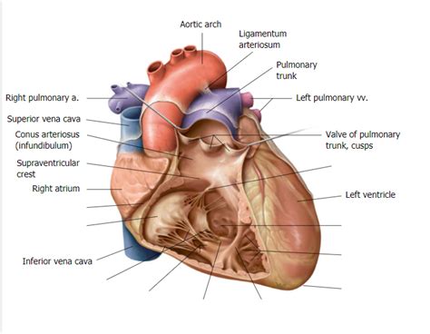 Right Ventricle Diagram Quizlet