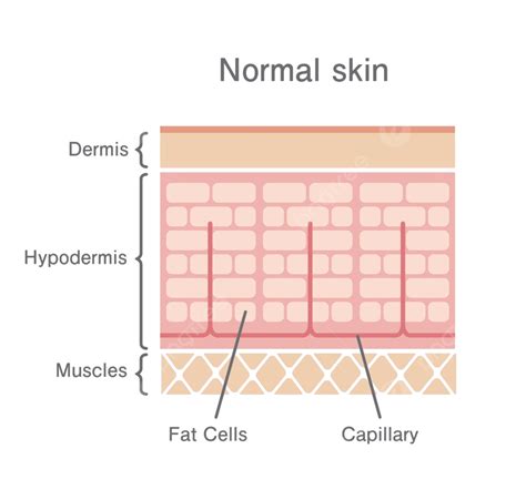 Normal Skin Illustration Female Beauty Biology Vector Female Beauty