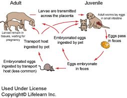 Roundworm Infection In Dogs