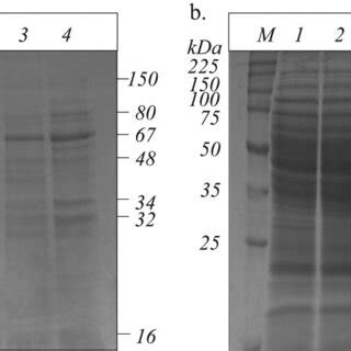 Sds Page Of Extracellular A And Whole Cell B Proteins Of B