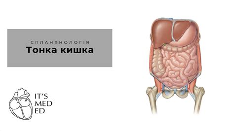 Тонка кишка. Анатомія - YouTube