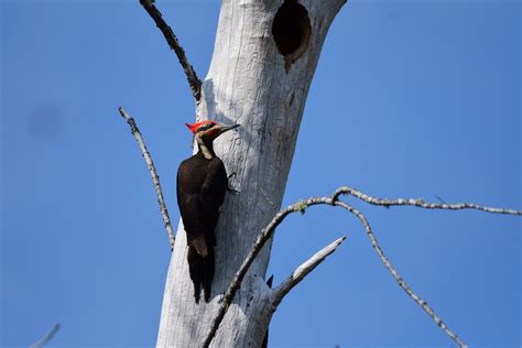 The Largest Non Extinct Woodpecker In North America The Pileated