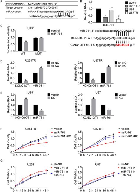 Lncrna Kcnq Ot Enhances Cell Growth By Sponging Mir A The