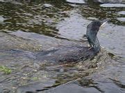 Category:Cormorant fishing on Erhai Lake - Wikimedia Commons