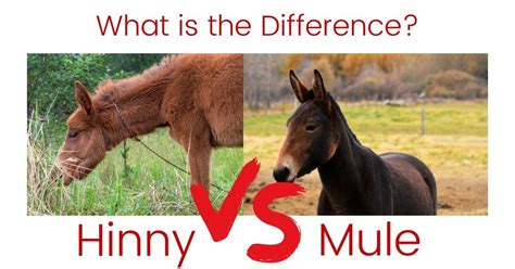 Hinny Vs Mule Difference - Reproduction Online