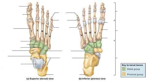 Muscles Of The Foot Dorsal Plantar Teachmeanatomy Off