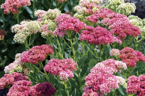 How to Grow: Sedum- grow sedum in the flower garden