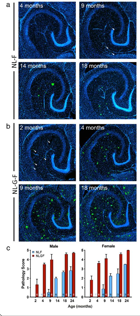 Plaques Develop With Age In App Nl F And App Nl G F Mice A And B