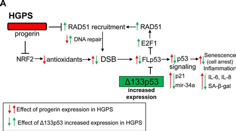 Model Of P Effects On Dna Damage And Senescence In Hgps