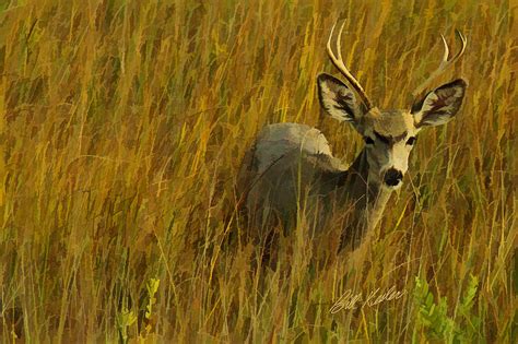 The Buck Poses Here Photograph By Bill Kesler Fine Art America