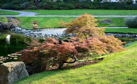 Japanese Maple Roots Bonsai Care Guide