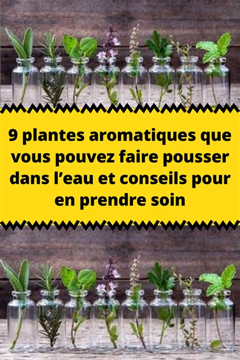 9 Plantes Aromatiques Que Vous Pouvez Faire Pousser Dans Leau Et