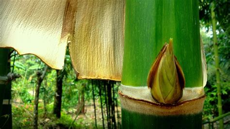 Qu Es La Guadua Angustifolia