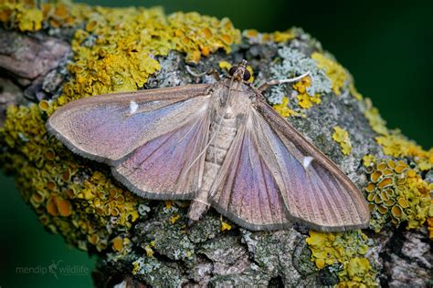 Box Tree Moth Cydalima Perspectalis Only 13 Species But Flickr