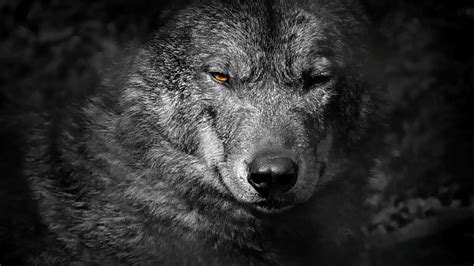 Gay Romantic Videos XVIDEOS