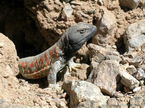 Atacama desert animals photos of birds lizards insects and mammals of ...