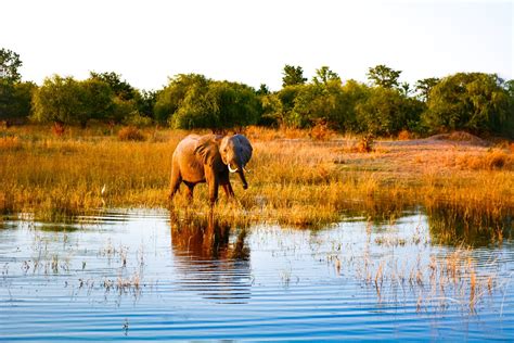 Descubre Las Criaturas M S Mortales De Zimbabwe Que Te Har N