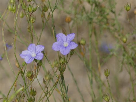 Linum narbonense bei Berdun Südfranzösischer Lein Linum n Flickr