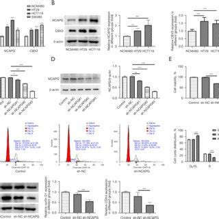 Ncapg Silence Inhibited The Proliferation And Cell Cycle Of Hct