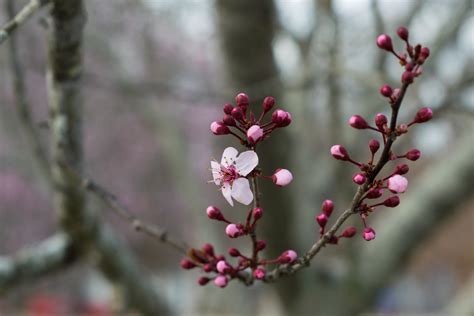 Free Images Tree Branch Blossom Fruit Leaf Flower Petal Food