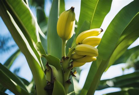 Cold Hardy Banana Tree Thriving In Chilly Climates With Ease