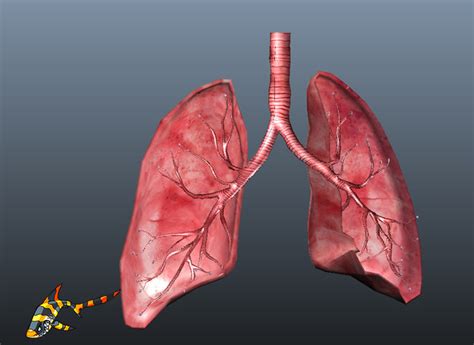 Cross Section Human Lungs