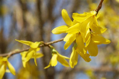 Forsythie Forsythia × Intermedia Picturethis