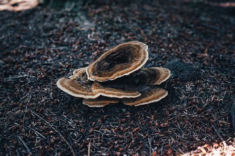 Turkey Tail Mushroom Benefits Foraging Tips Sempera Organics