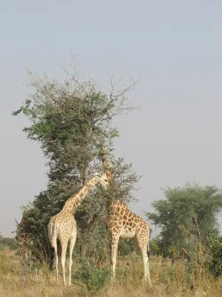 West African giraffe - Facts, Diet, Habitat & Pictures on Animalia.bio