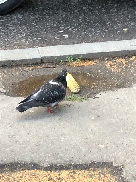 Голубь | Animals, Bird