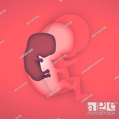 Stages In Development Of Human Foetus Stock Photo Picture And Rights