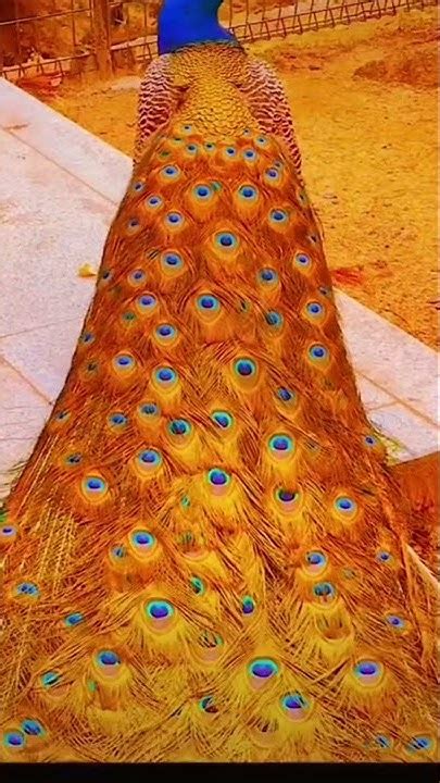 Peacock Dance Rain Showing Colourful Feathers National Bird Of Nepal