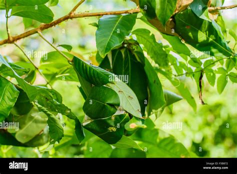 Nest of red ants Stock Photo - Alamy