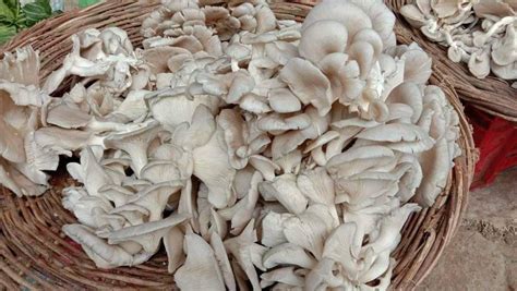 Uttarakhand Organic Oyster Mushroom Packaging Type Loose At Rs 110 Kg