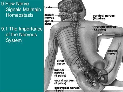 Ppt 9 How Nerve Signals Maintain Homeostasis 91 The Importance Of