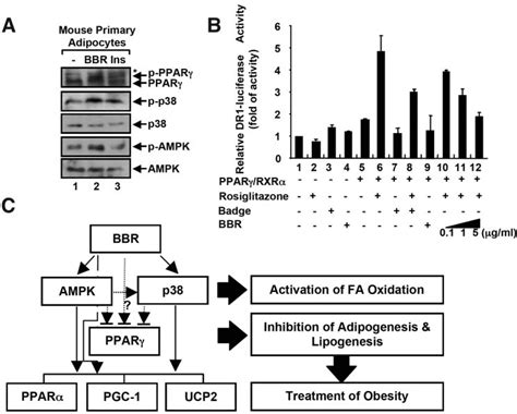 Activation Of Ampk And P Mapk And Inhibition Of Ppar Activity In