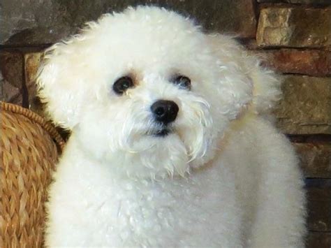 White River Bichons Bichon Frise Puppies For Sale