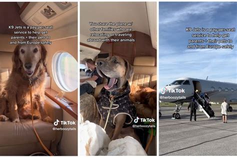 K9 JETS Will Change the Way You Fly with Your Pets | Trusted Since 1922