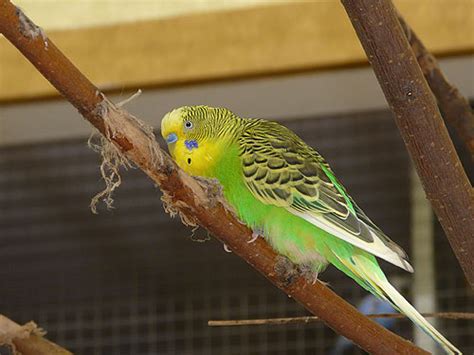 Melopsittacus undulatus / Budgerigar (Breeding-form) in Zoo Atlanta