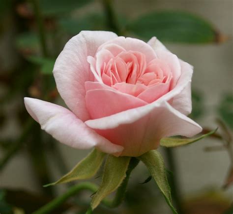 Rose ‘cecile Brunner Climbing