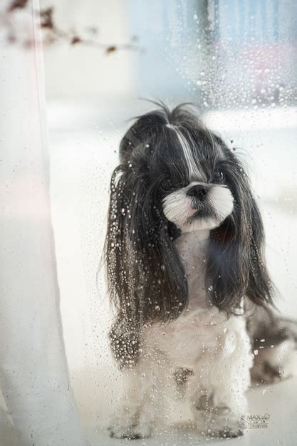 Un Perro Mirando La Lluvia Desde La Ventana Foto Premium