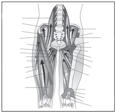 Anterior Hip Muscles Diagram Quizlet