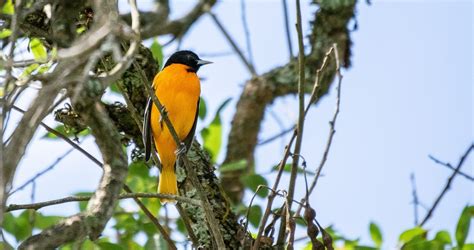 Bird Baltimore Oriole Ornithology - Free photo on Pixabay