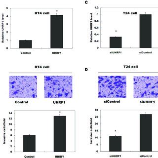 Uhrf Increases Bladder Cancer Cell Invasion By Inhibiting Kiss A