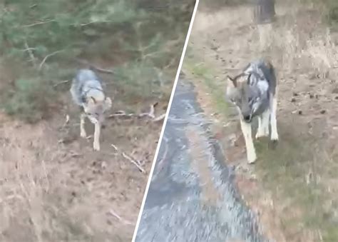 Dit Moet Je Doen Als Je Oog In Oog Met Een Wolf Komt ‘de Hond Van Je Buurman Is Gevaarlijker