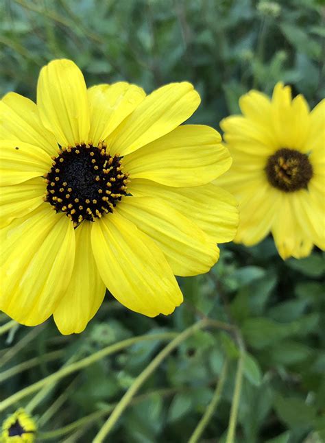 Encelia Californica California Bush Sunflower Seed Theodore Payne