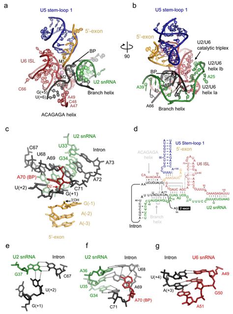 Structure Of The Rna Catalytic Core A Key Rna Elements At The Active Download Scientific