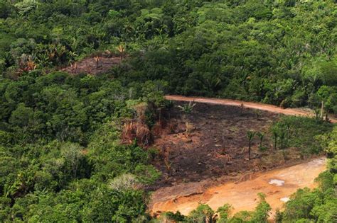 Amaz Nia Tem Queda De Nos Alertas De Desmatamento Em Janeiro Par